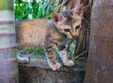 Bahçede küçük bir yavru kedi. Genç kedi dışarıda oynuyor. Turuncu ve kahverengi kabarık pisi çit tırmanıyor