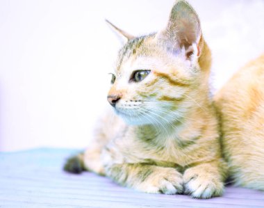 Ahşap tezgah üzerinde küçük yavru. Ahşap arka planda genç kedi. Yerli kedi kırsal yaşam. Rustik tahta üzerinde köy yavru. Güzel kahverengi kedicik. Yerli Evcil hayvan yaşam açık. Beyaz üzerinde güzel hayvan