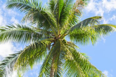 Palmiye ağacı ve mavi gökyüzü tropikal ada fotoğraf. Güneşli egzotik yaz kartı. Tropikal ada doğası. Gökyüzü arka planda palmiye ağacı yaprağı. Tatil veya tatil afiş şablonu için taze yeşil palmiye ağacı taç