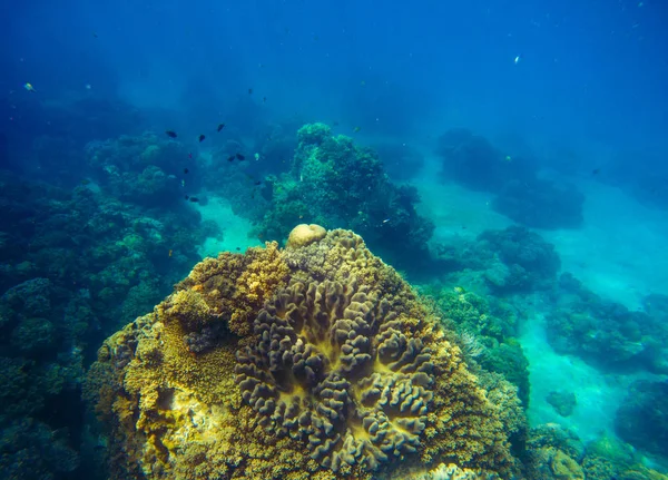 Великий кораловий риф під водою фото. Вид на глибоке синє море з нижнім рельєфом . — стокове фото