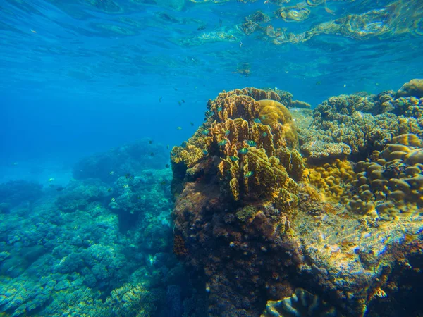 Великий кораловий риф під водою фото. Вид на блакитне море з рельєфом морського дна . — стокове фото