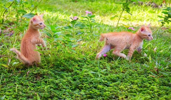 Malá koťata hrající ve slunné zahradě. Poprvé venkovní kočky — Stock fotografie