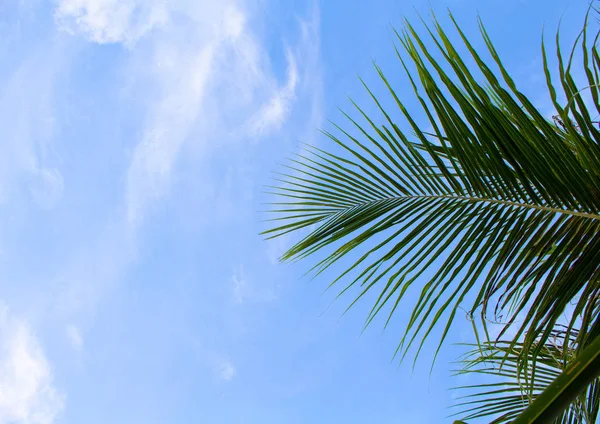 Hoja de palma de coco en el fondo del cielo. Plantilla de banner de vacaciones de verano con lugar para texto . — Foto de Stock
