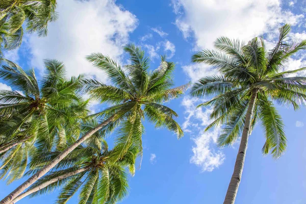 Pozadí Fotografie Palm Tree Modrá Obloha Zelené Kokosového Palmy Krásnými — Stock fotografie