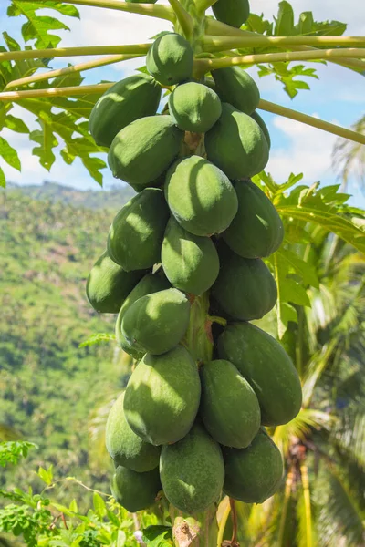 Rohe Grüne Papaya Auf Baum Anbau Von Papaya Früchten Tropischem — Stockfoto