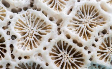 Mercan doku makro fotoğraf. Fildişi beyaz mercan yapısı çekim.