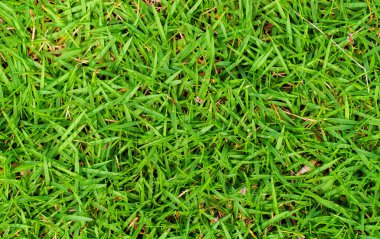 Yüksek yeşil çim fotoğraf arka plan. Yeşil çim alan arka plan