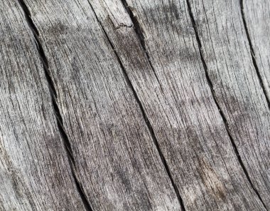 Yıpranmış tuzlu ağaç gövde makro fotoğraf.