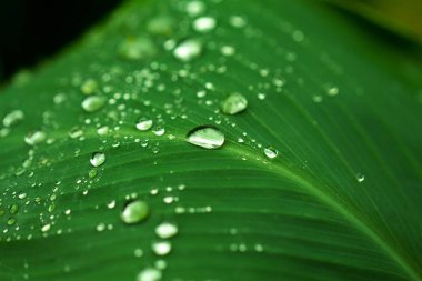 Closeup yağmur damlaları. Yağmurdan sonra bahçe bitki yaprağı. Çiğ yaprak üzerinde.