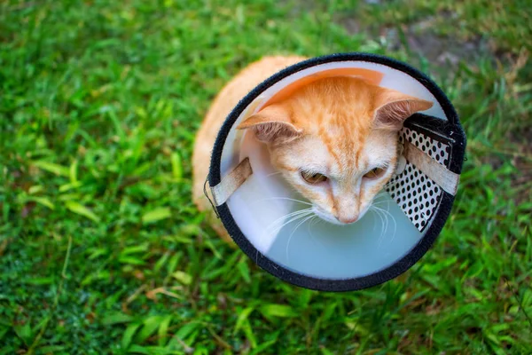 Animale domestico dopo l'intervento chirurgico in clinica veterinario. Carino gattino triste in copertura protettiva sul collo . — Foto Stock