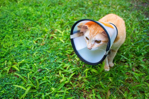 Gato doente em coleira protetora na grama verde. Foto de gato ferido . — Fotografia de Stock
