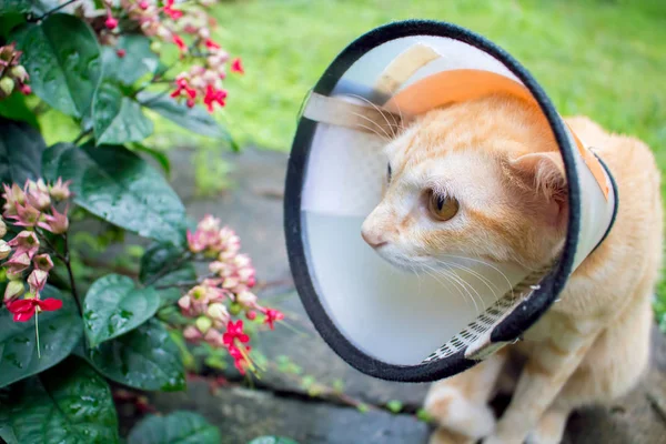 Υπέροχη γάτα σε προστατευτική κάλυψη στο κεφάλι. Τραυματισμένη γάτα μετά τη χειρουργική επέμβαση. — Φωτογραφία Αρχείου