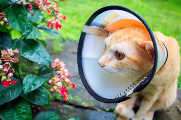 Pet usando coleira de plástico no pescoço. Banner de cuidados veterinários — Fotografia de Stock