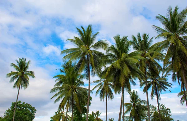 Palmenhaine. sonniger Tag auf einer exotischen Insel in Asien. Kokospalmenblatt und Kronen auf blauem Himmelshintergrund. — Stockfoto