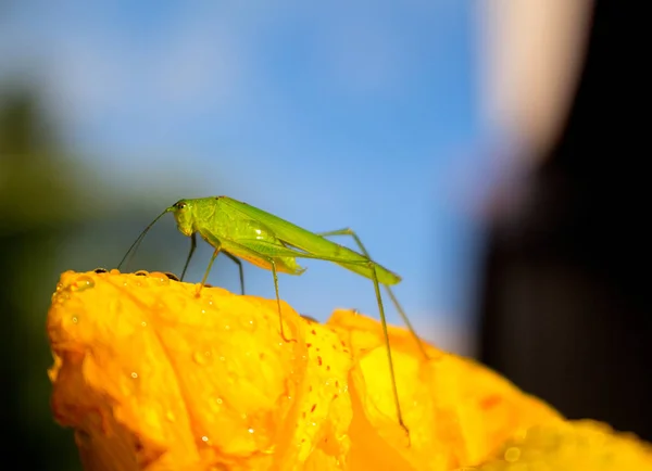 Gafanhoto verde em flor amarela, foto macro . — Fotografia de Stock