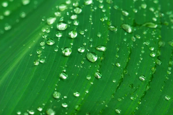 Water drop on green leaf lines. Exotic garden after rain. Wet season in tropics. — Stock Photo, Image
