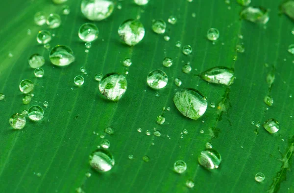 Fresh wet leaf with rain drops. Exotic garden after rain.