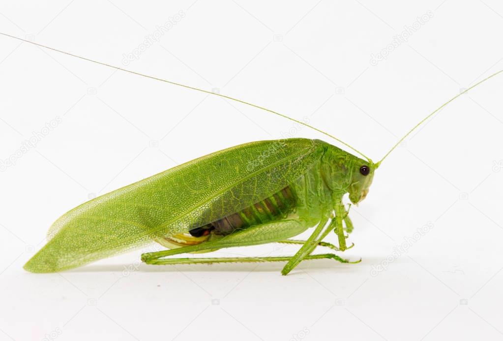 Green grasshopper on white background.