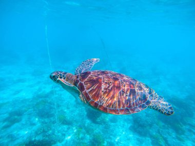 Turkuaz mavi su vahşi kaplumbağa. Zeytin Yeşil Kaplumbağa sualtı fotoğraf.