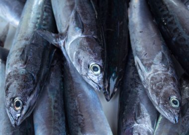 Taze gümüş tropikal balık closeup Balık pazarı masada. Okyanus balık yemek pişirmek için.