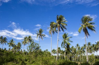 Tropikal peyzaj coco palmiye ağaçları ile. Egzotik yerde görünümü palmiye ağacı siluetleri ile.