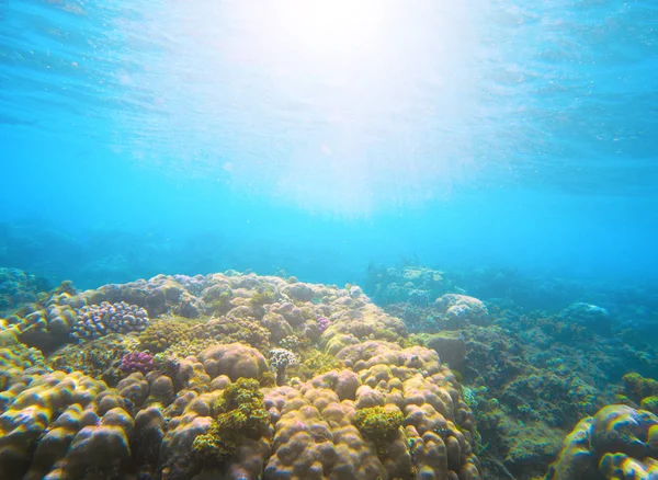 Coral reef under sunlight flare in sea water. Deep blue sea perspective view. — Stock Photo, Image