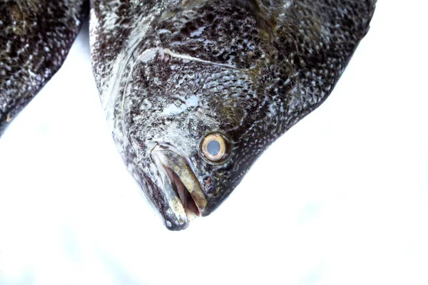Ψάρια κεφάλι σε άσπρο φόντο. Θάλασσα ψάρια κεφάλι closeup με βράγχια και κλίμακας υφή. — Φωτογραφία Αρχείου