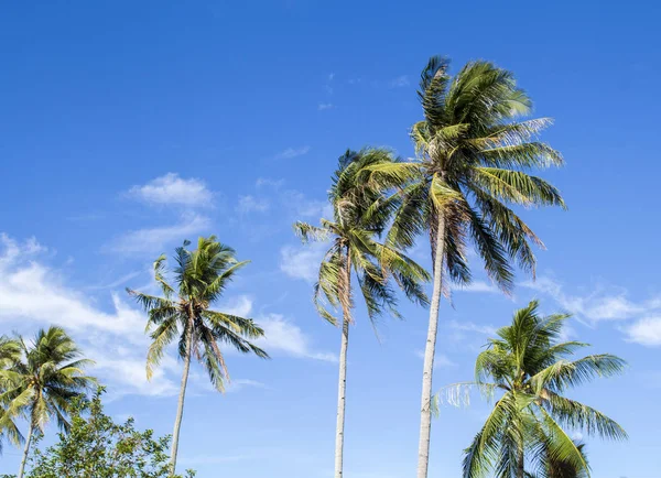 stock image Tall palm tree on tropical island. Bright blue sky background.