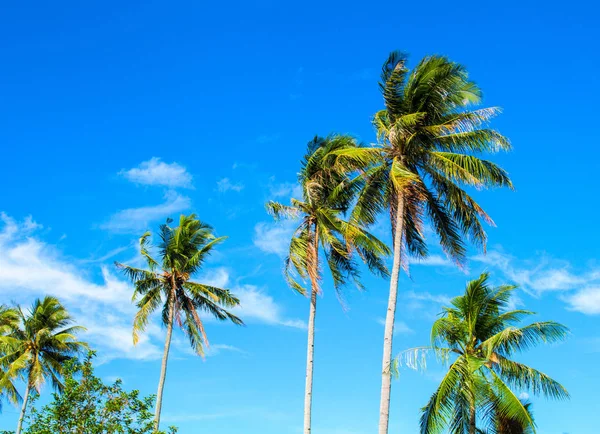 Vysoká Palma na tropickém ostrově. Jasně modré obloze na pozadí. — Stock fotografie