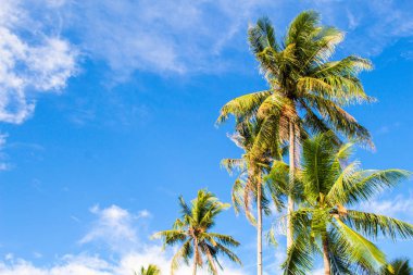 Tropik adada romantik palmiye ağacı. Parlak mavi gökyüzü arka plan.