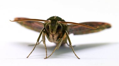 Kahverengi hawk güve Önden Görünüm makro resmi beyaz için. Yetişkin keskin kelebek stüdyo çekim