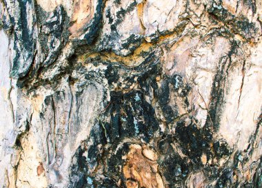 Old wood bark texture with cracks. Raw wood board surface.