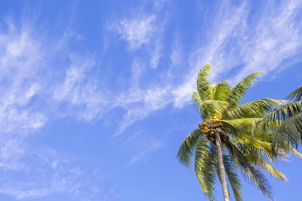 Palmera única en isla tropical. Fondo brillante cielo azul . — Foto de Stock