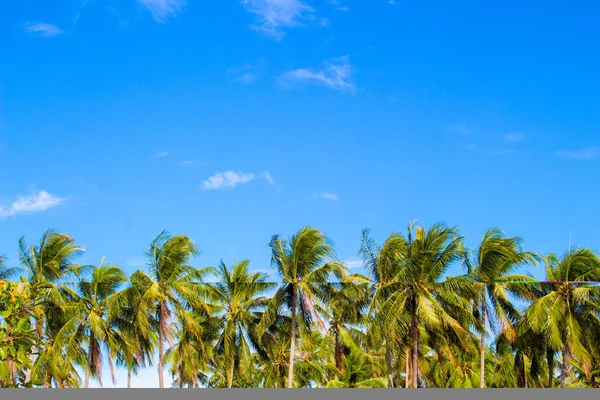 Palm tree line on tropical island. Bright blue sky background.