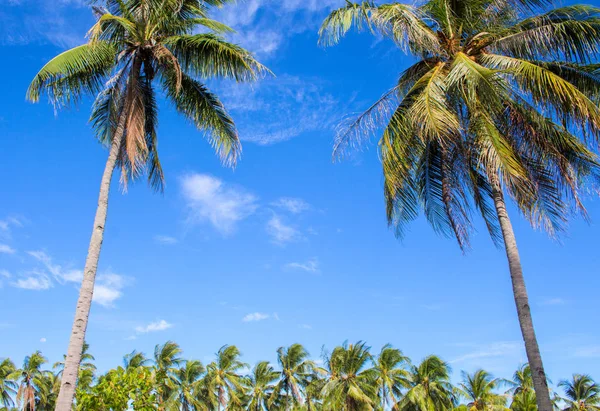 Tropická krajina s modrou oblohou a palmami coco. Exotické místo pohled přes palm tree siluety — Stock fotografie