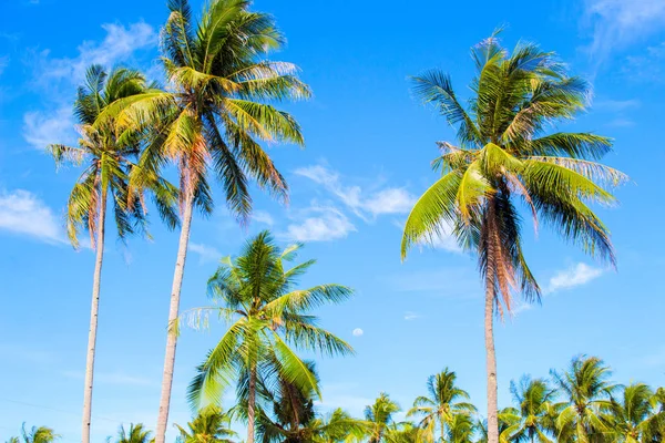 Vysoký palmový strom na tropickém ostrově. Modrá obloha a slunné počasí. — Stock fotografie