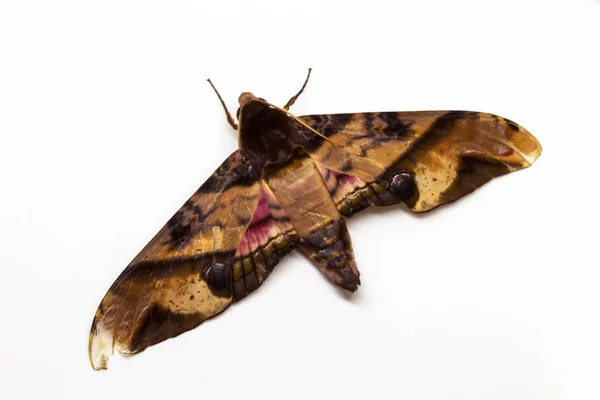 Privet hawk moth το top view στούντιο φωτογραφία. Ενηλίκων πλάνο studio πεταλούδα τη Ζωολογία. — Φωτογραφία Αρχείου