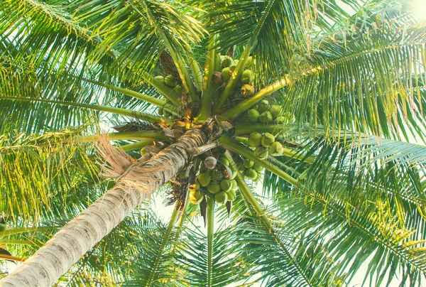 Green palm tree with coconuts. Coco palm top view from ground.