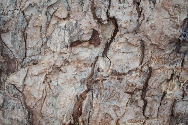 Rustik meşe ağacı kabuğu çekim doku fotoğraf. Rustik ağaç gövde çekim. Meşe kabuğu deseni. Dokulu kereste arka plan. Ahşap yüzey yıpranmış. Kaba kabuk. Doğal katmanlı kereste dokusu. Eski ağaç