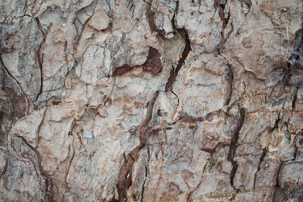 Rustik meşe ağacı kabuğu çekim doku fotoğraf. Rustik ağaç gövde çekim. Meşe kabuğu deseni. Dokulu kereste arka plan. Ahşap yüzey yıpranmış. Kaba kabuk. Doğal katmanlı kereste dokusu. Eski ağaç