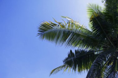 Mavi gökyüzü arka planda yeşil palmiye yaprağı. Tropikal yaz gökyüzü. Tropik ada doğa fotoğrafı. Metin için yer ile egzotik tatil afiş şablonu. Coco palmiye güneş ışığı altında yaprakları. Yaz seyahati gökyüzü