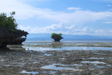 Deniz kıyısı dağ orman düşük gelgit sırasında. Deniz suyu ağaçlarda ile küçük cliff. Kıyı dağ. Deniz manzara. Volkanik beach panorama. Tropik ada doğa. Yaz tatil Filipinler