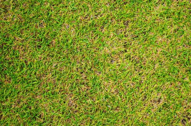 Yeşil çim fotoğraf arka plan. Yeşil çim futbol alan arka plan. Taze ot bahar bayrağı. Zemin veya mevsimlik kartı için kısa otların görüntü. Yeşil arazi doku. Yaz spor Bahçesi alanı