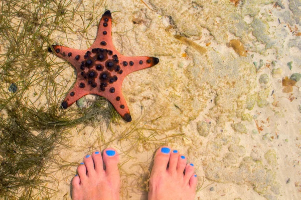 Red starfish and woman in sea water. Seaside with white sand. Sea sand top view with female feet. Girl feet on white beach. Summer travel background. Seaside vacation banner template with text place