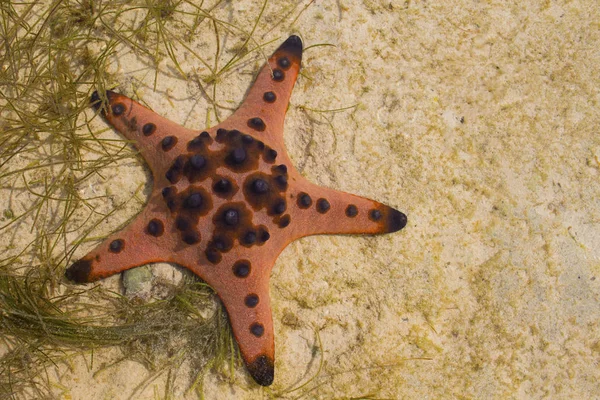 Красная Подушка Морская Звезда Белом Песке Морской Воде Мелководье Время — стоковое фото