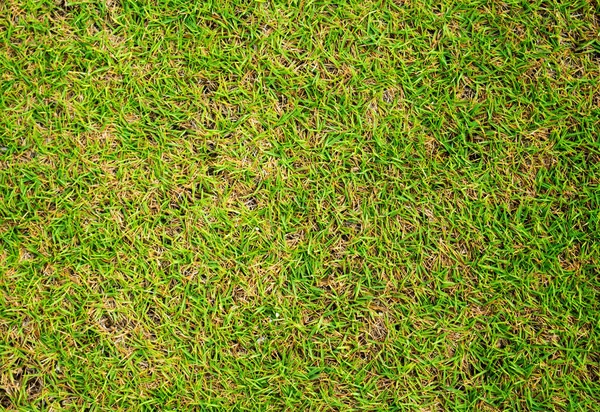Short Grass Background Green Grass Soccer Field Background Close Image — Stock Photo, Image