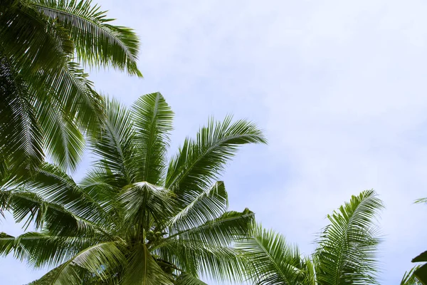 Hoja Palma Coco Sobre Fondo Celeste Día Vacaciones Isla Tropical — Foto de Stock