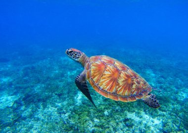 Deniz suyu deniz kaplumbağa. Deniz kaplumbağa sualtı fotoğraf. Mercan resif deniz kaplumbağa. Mercan kayalığı ortamı. Tropik ada tatil aktivitesi. Tropik sahil dalış. Doğa deniz hayvan