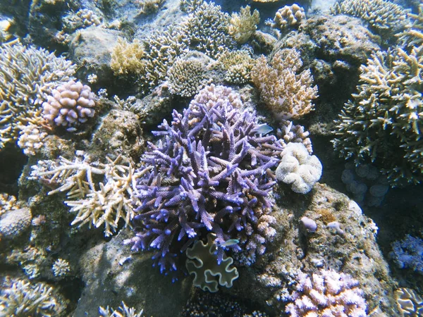 Coral Morado Fondo Del Mar Isla Exótica Costa Aguas Poco — Foto de Stock