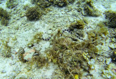 Deniz altındaki deniz yılanı. Sualtı fotoğraf. Kum seabottom ve deniz yosunu. Tehlikeli deniz hayvan. Zehirli deniz yılanı sığ deniz suda yüzmek. Çizgili seasnake. Sahil tehdit. Suda yaşayan hayvan